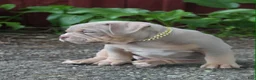 American Bully dogs for sale: Hulk - Ad 4
