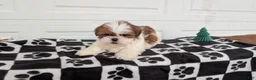 Shih Tzu dogs for sale: Parker - Ad 6