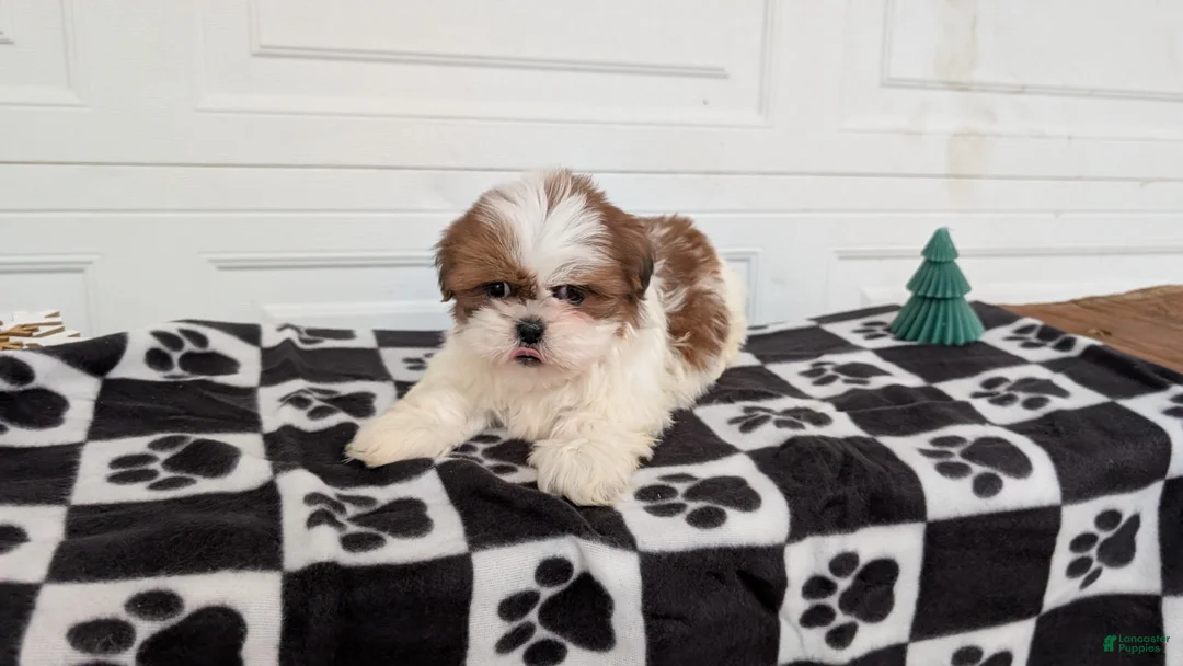 Shih Tzu dogs for sale: Parker - Ad 6