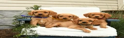 Miniature Golden Retriever dogs for sale: Skittles - Ad 3