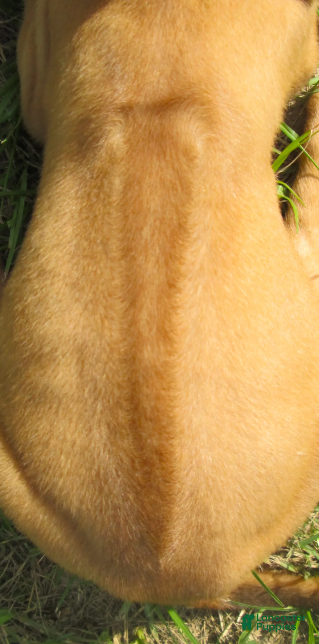 Rhodesian Ridgeback dogs for sale: Rhodesian Ridgeback 4 - Ad 2