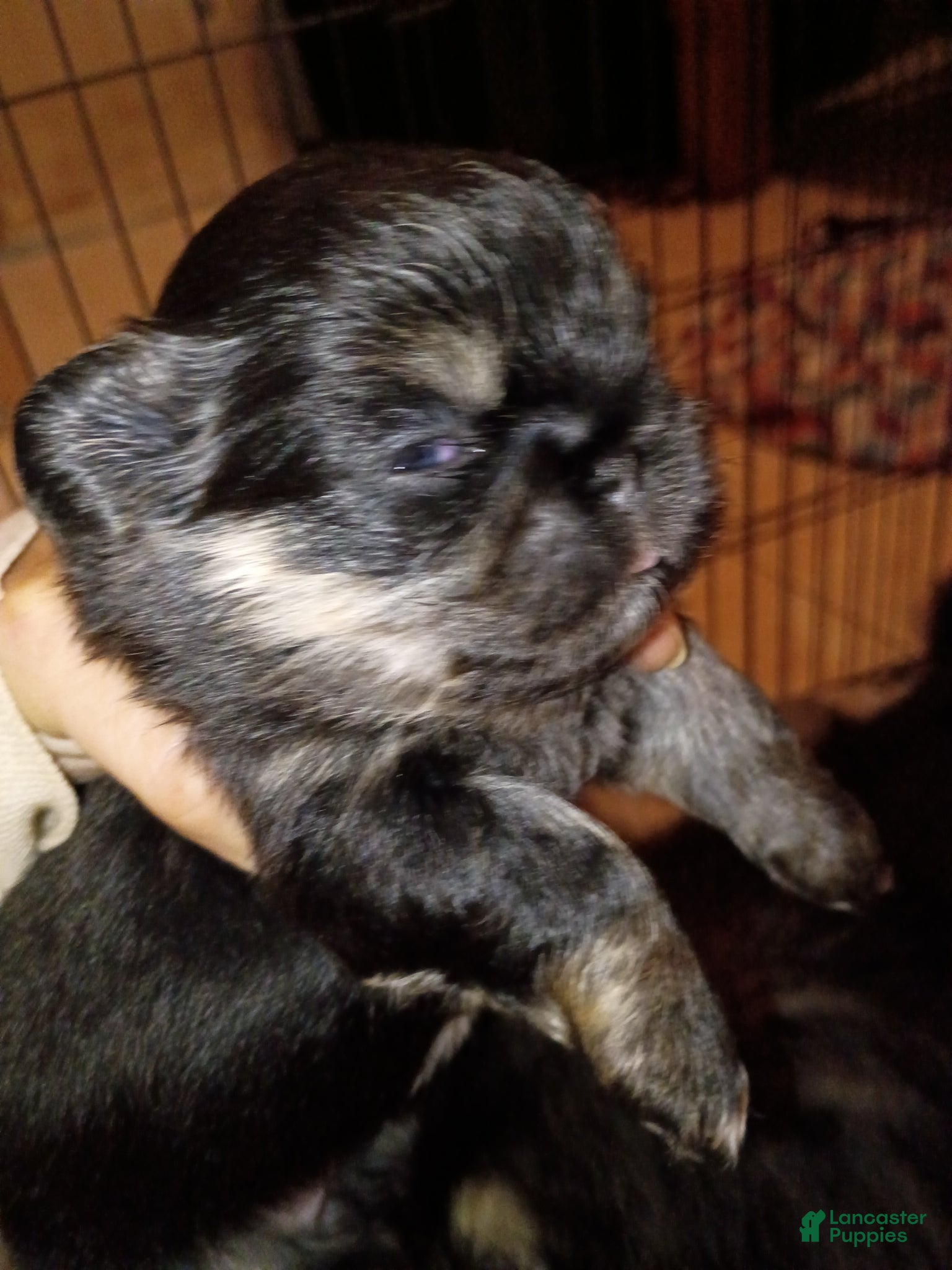 Pekingese dogs Pekingese Sleeve black and tan girl Willow  - Ad 1