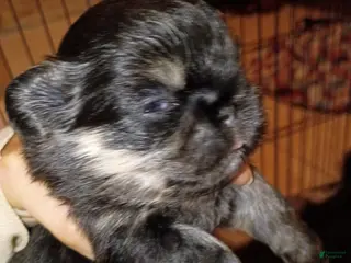 Pekingese dogs Pekingese Sleeve black and tan girl Willow - Ad 1