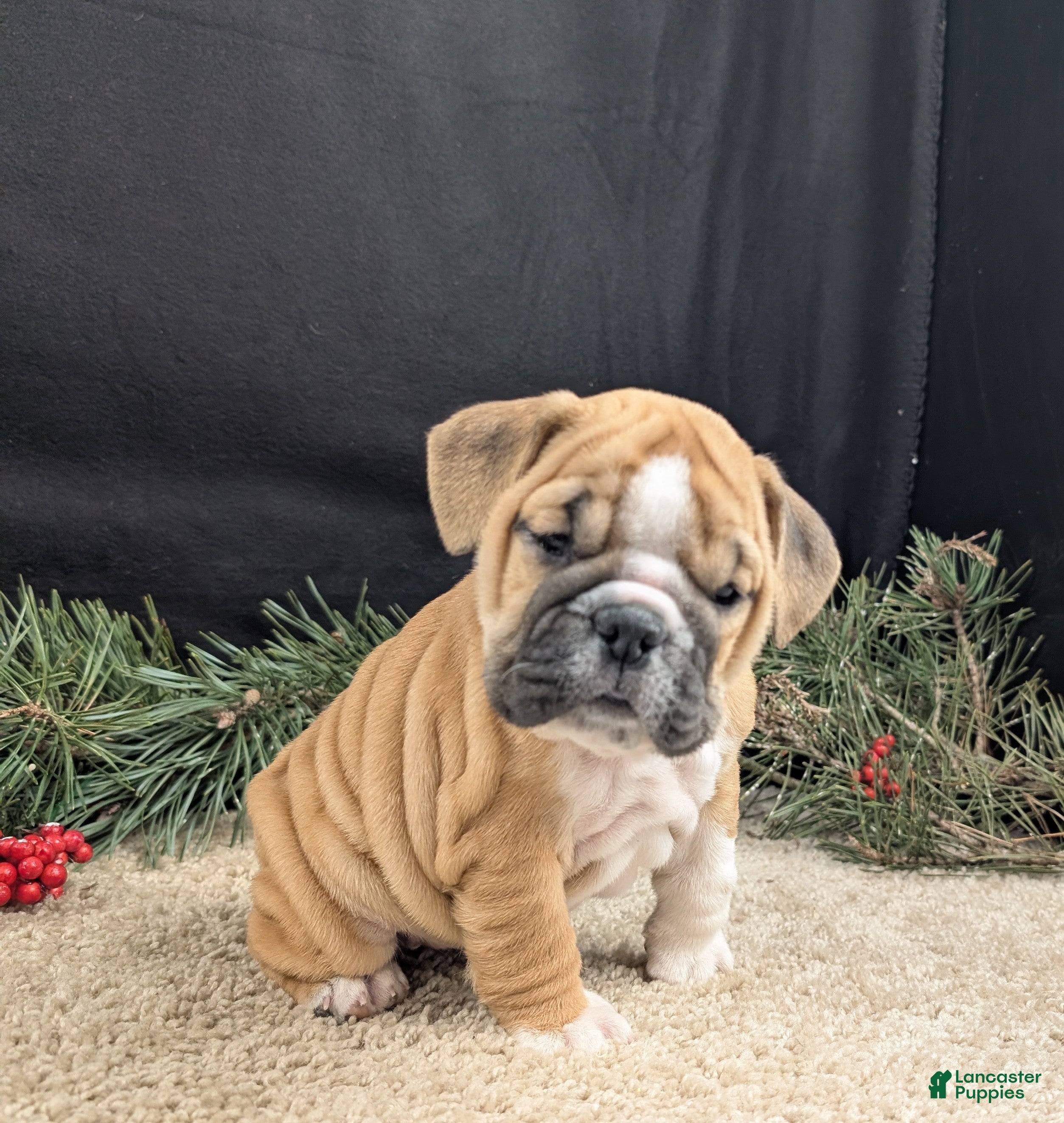 English Bulldog dogs Holly  - Ad 25