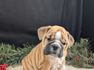 English Bulldog dogs Holly - Ad 20