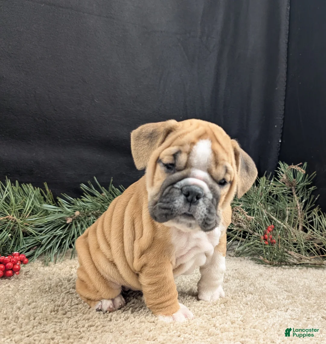 English Bulldog dogs for sale: Holly  - Ad 2