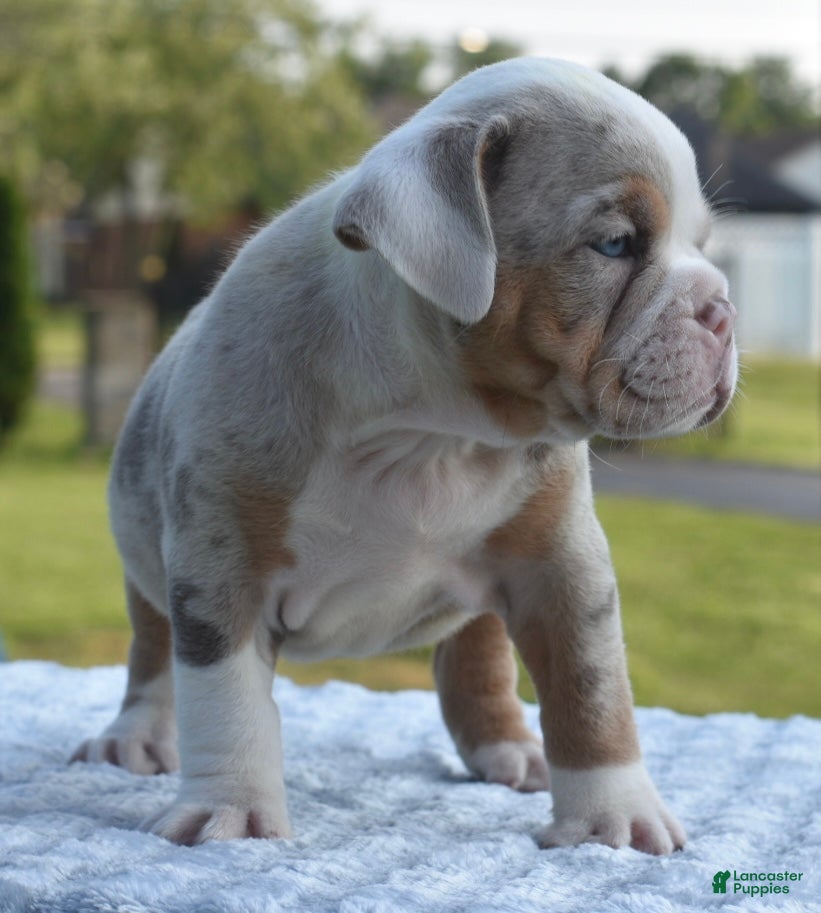 Mixed Breed dogs Maggie mini hybrid bulldog  - Ad 2