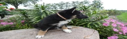 German Shepherd dogs for sale: German Shepherd Briella 3 - Ad 3