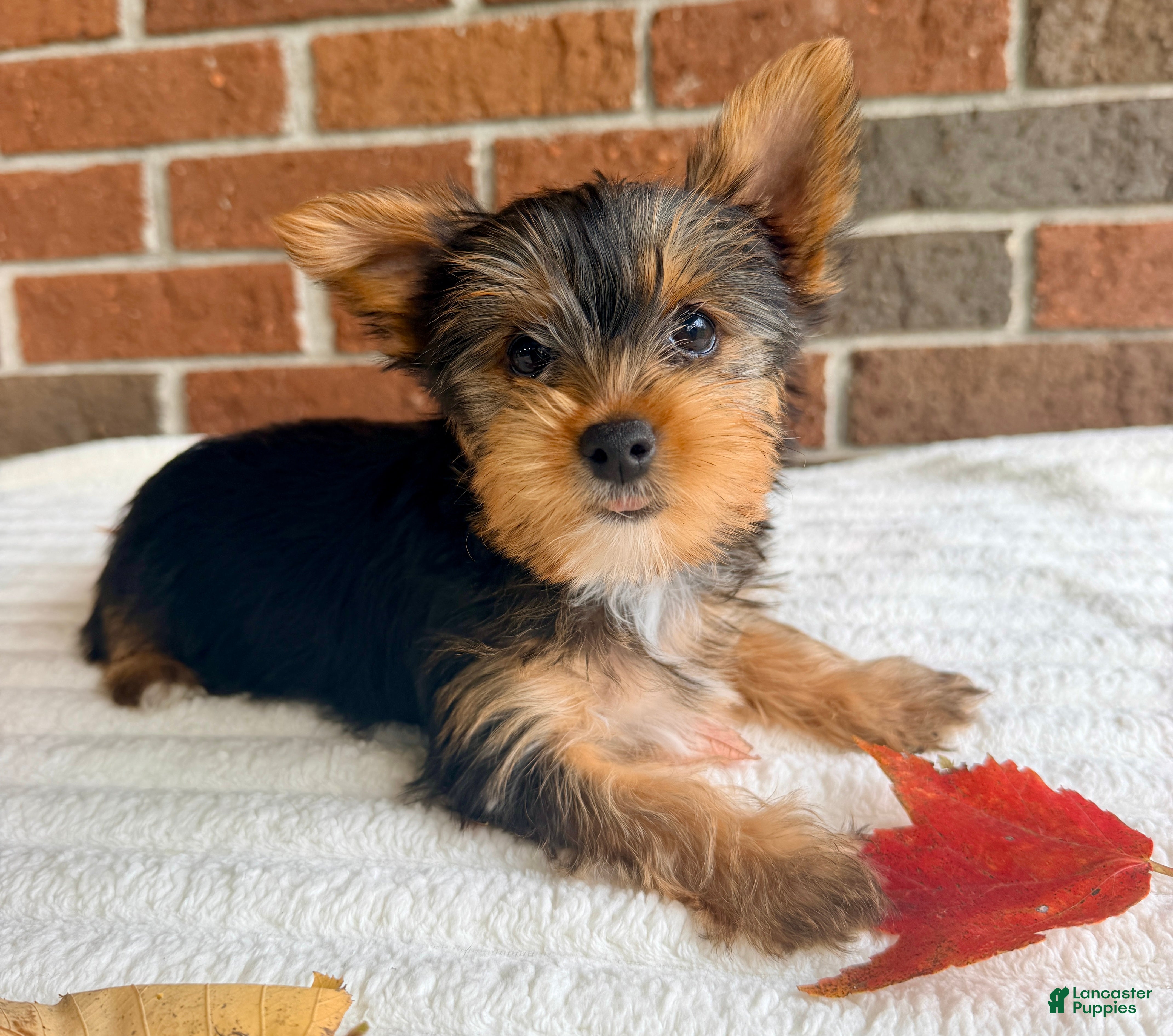 Yorkshire Terrier dogs for sale: Maple  - Ad 2