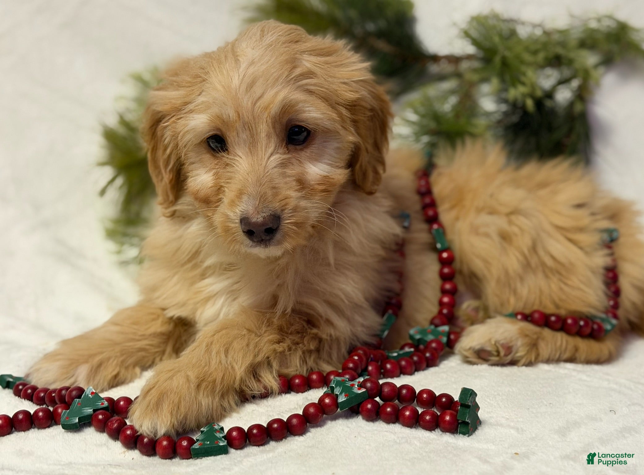 Mini Goldendoodle dogs for sale: Butterball - Ad 4