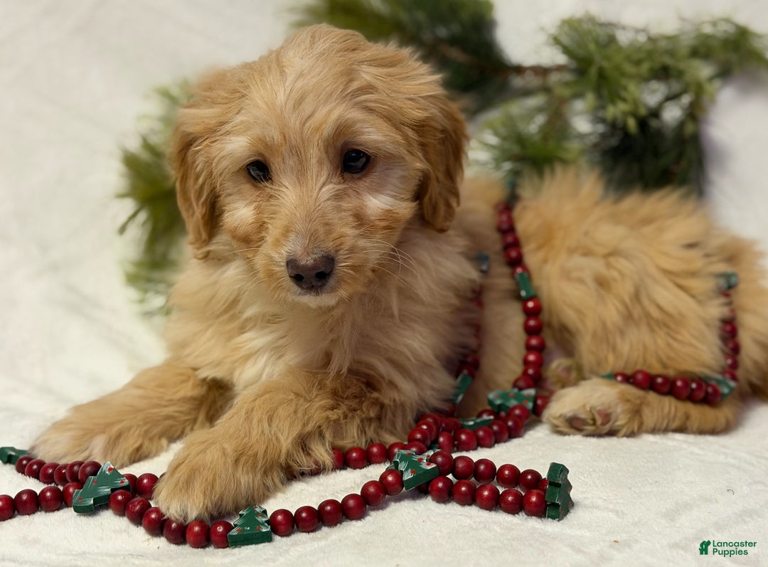 Mini Goldendoodle dogs for sale: Butterball - Ad 1