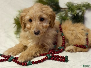 Mini Goldendoodle dogs for sale: Butterball - Ad 4