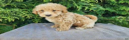 Mini Bernedoodle dogs for sale: Liam - Ad 6