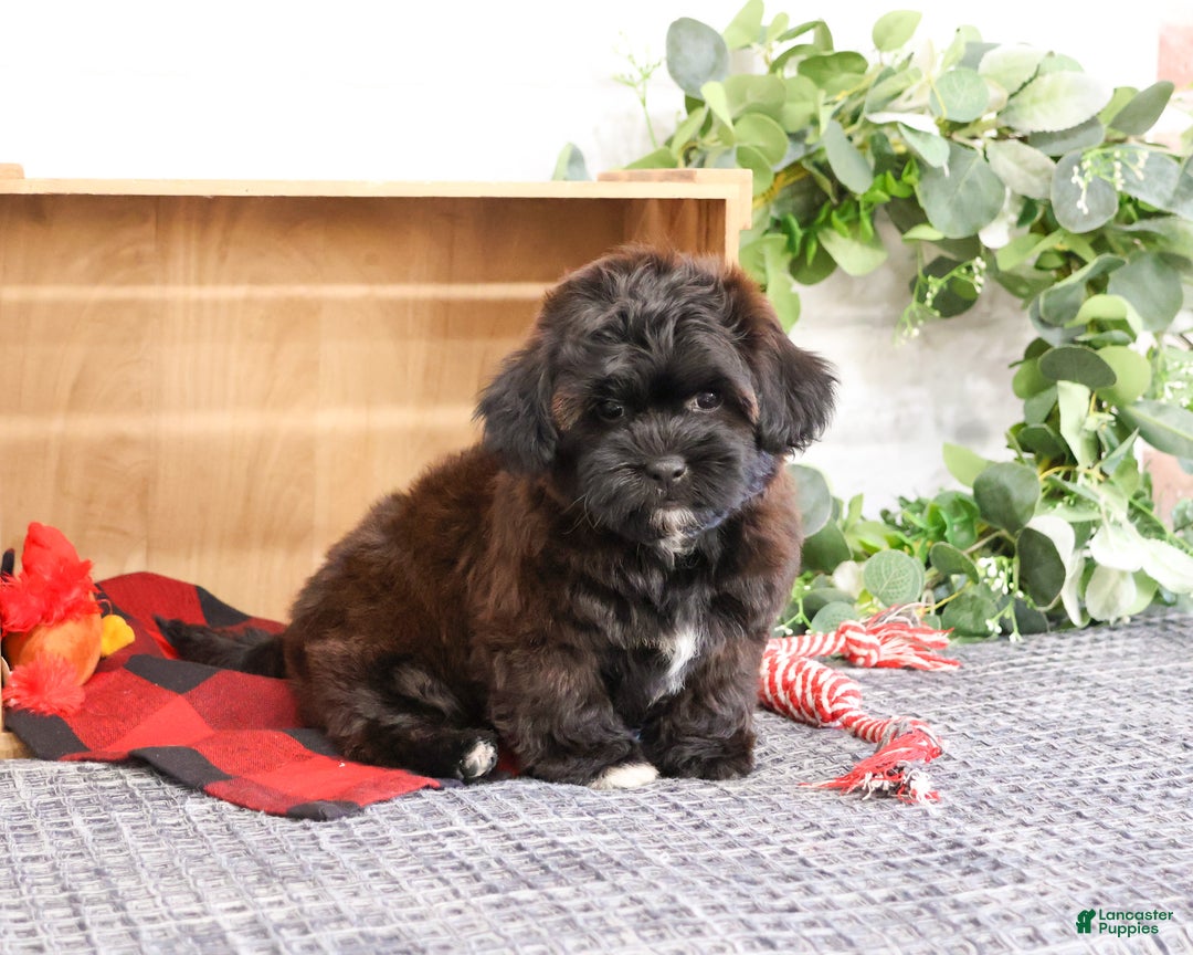 Shihpoo dogs for sale: Harry - Ad 4