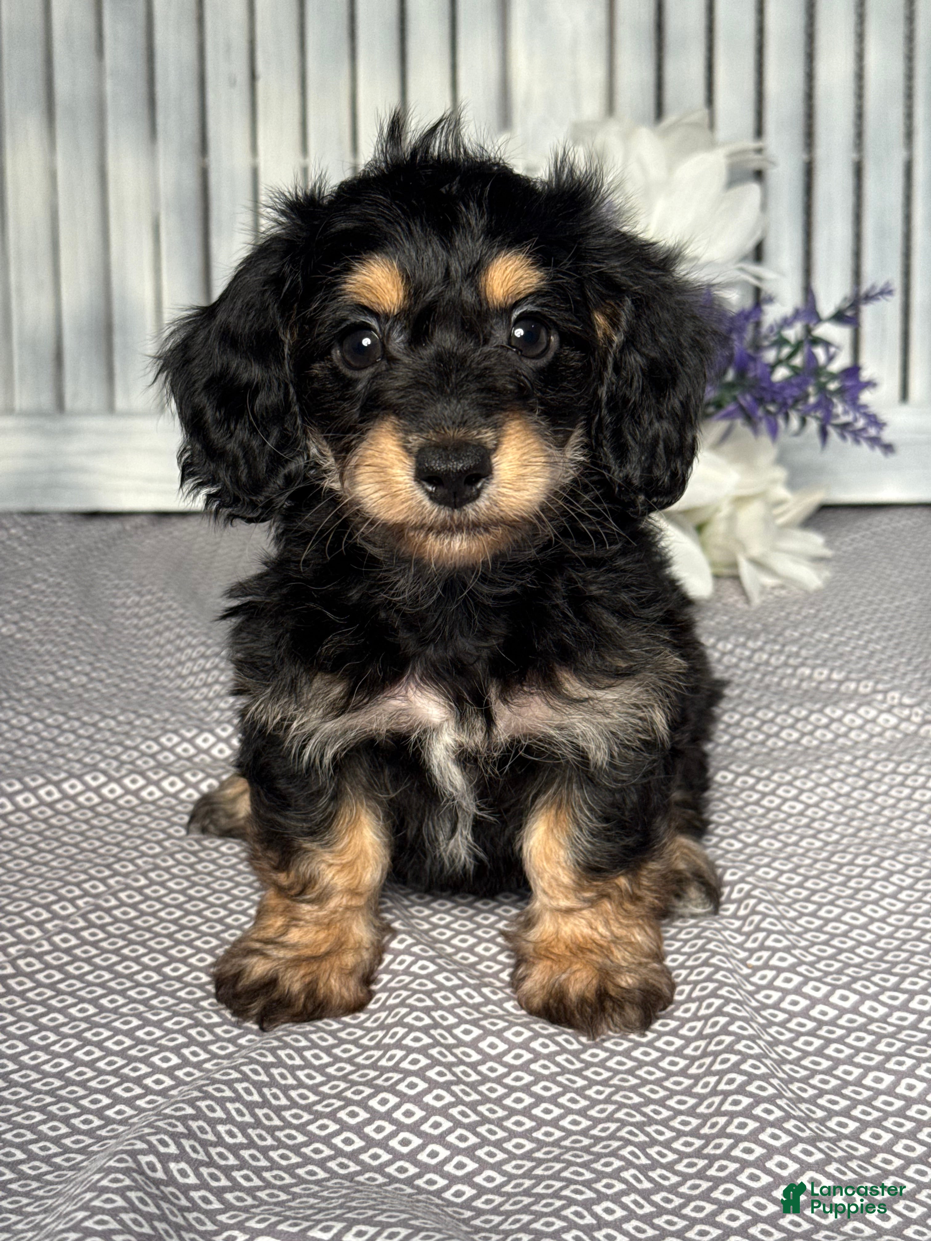 Lilly