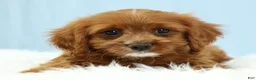 Cavapoo dogs for sale: Buckeye 🍦 - Ad 10
