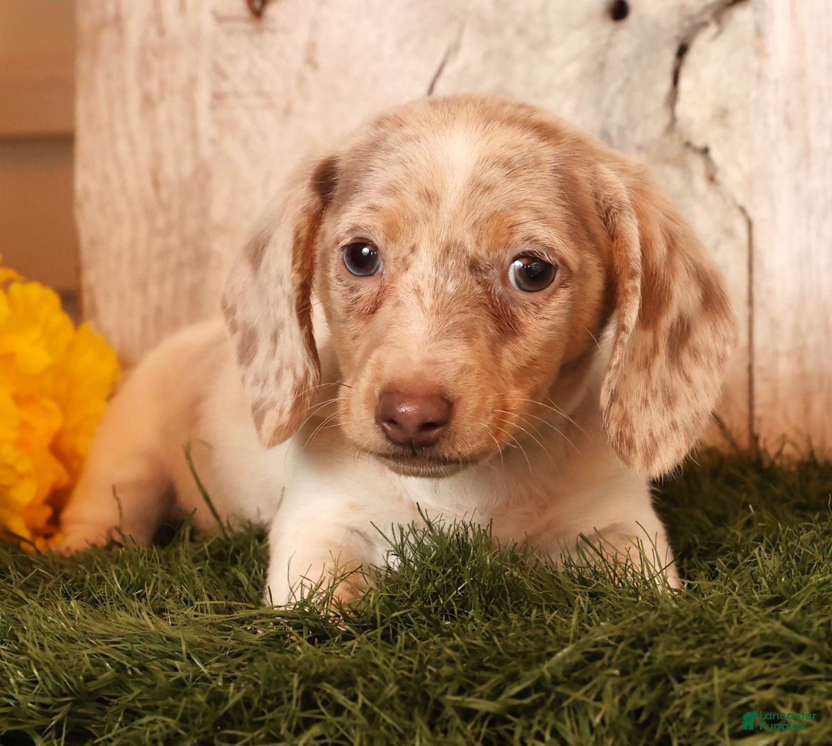 Miniature Dachshund dogs Don - Ad 8