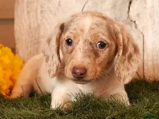 Miniature Dachshund dogs Don - Ad 31