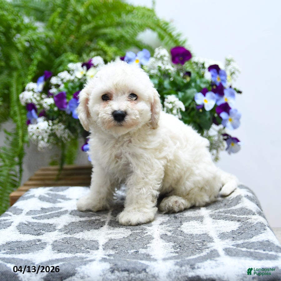 Bichon Frise dogs Chastity - Ad 1