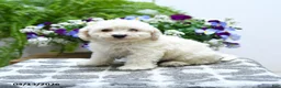 Bichon Frise dogs for sale: Chastity - Ad 1