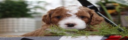 Cavapoo dogs for sale: Tiny Tim - F1B Cavapoo Male - Ad 6