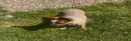 Australian Cattle Dog dogs for sale: Georgie Girl - Ad 15