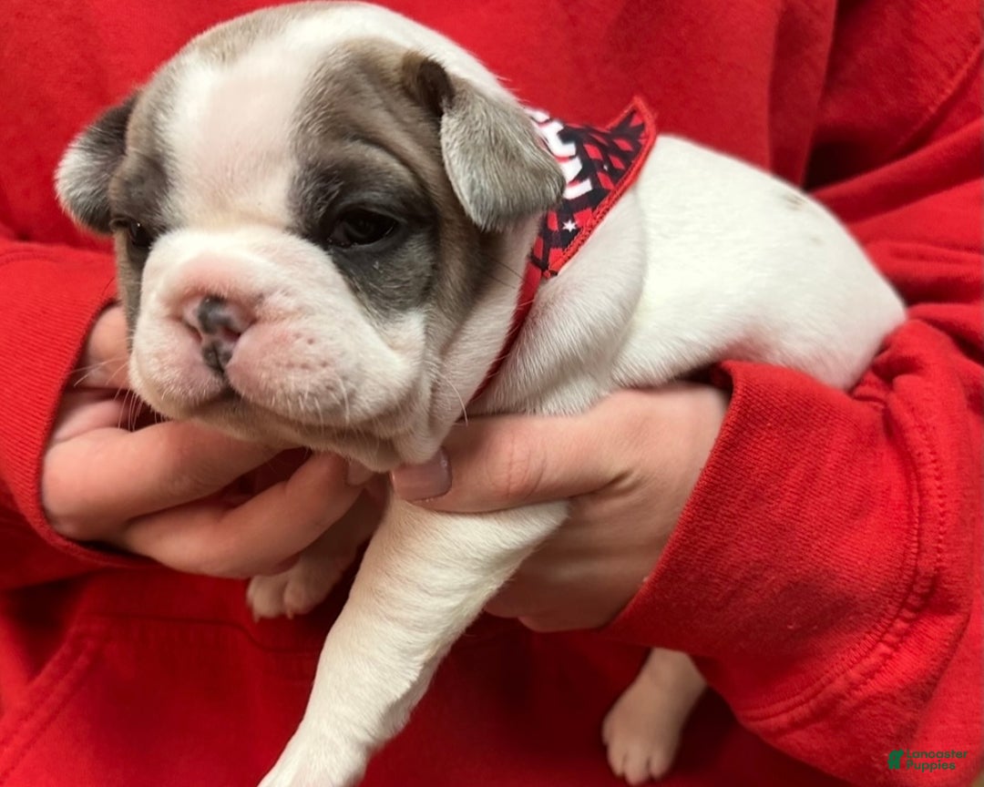 French Bulldog dogs for sale: Abbi - Ad 6