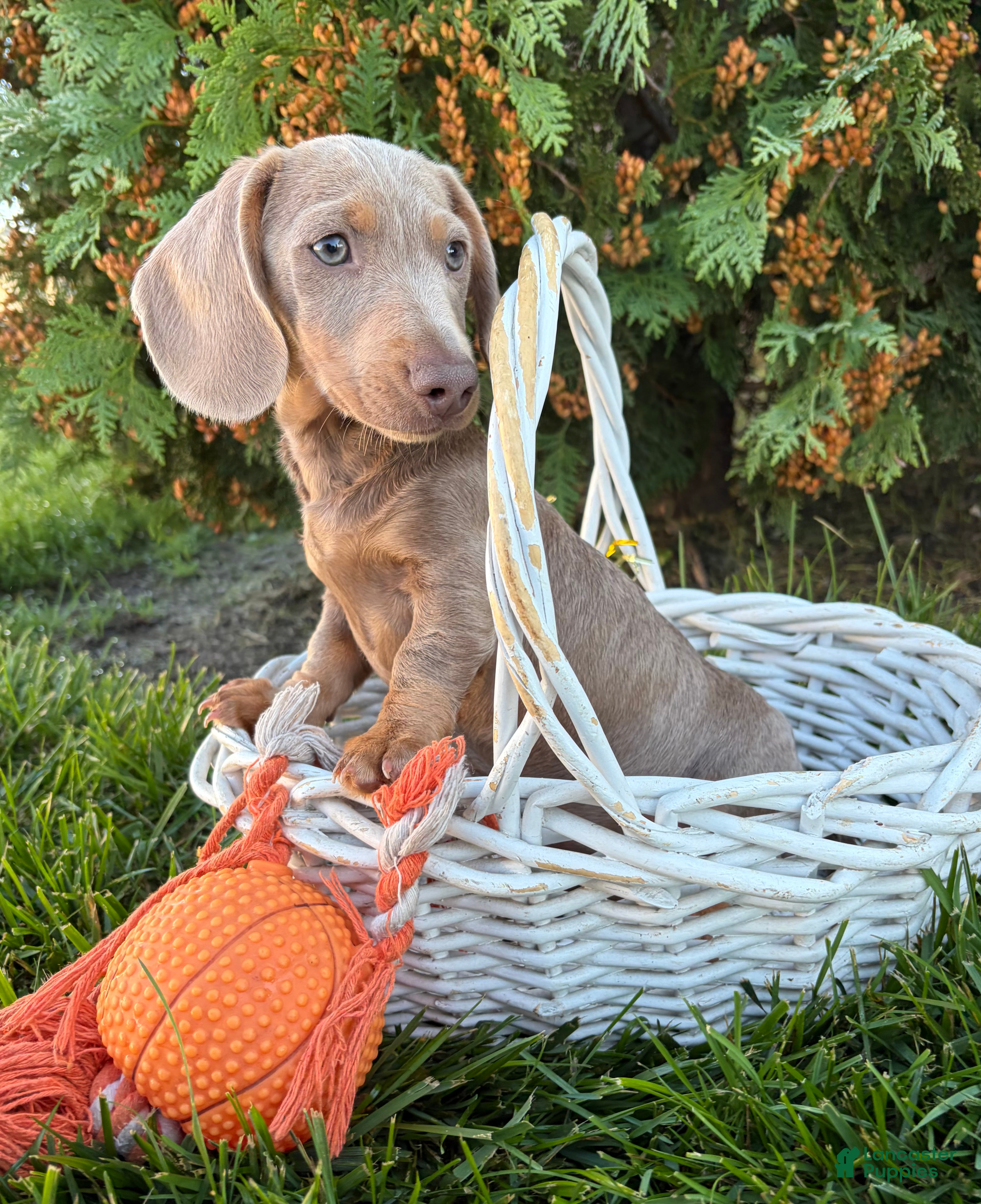 Miniature Dachshund dogs Boone - Ad 1
