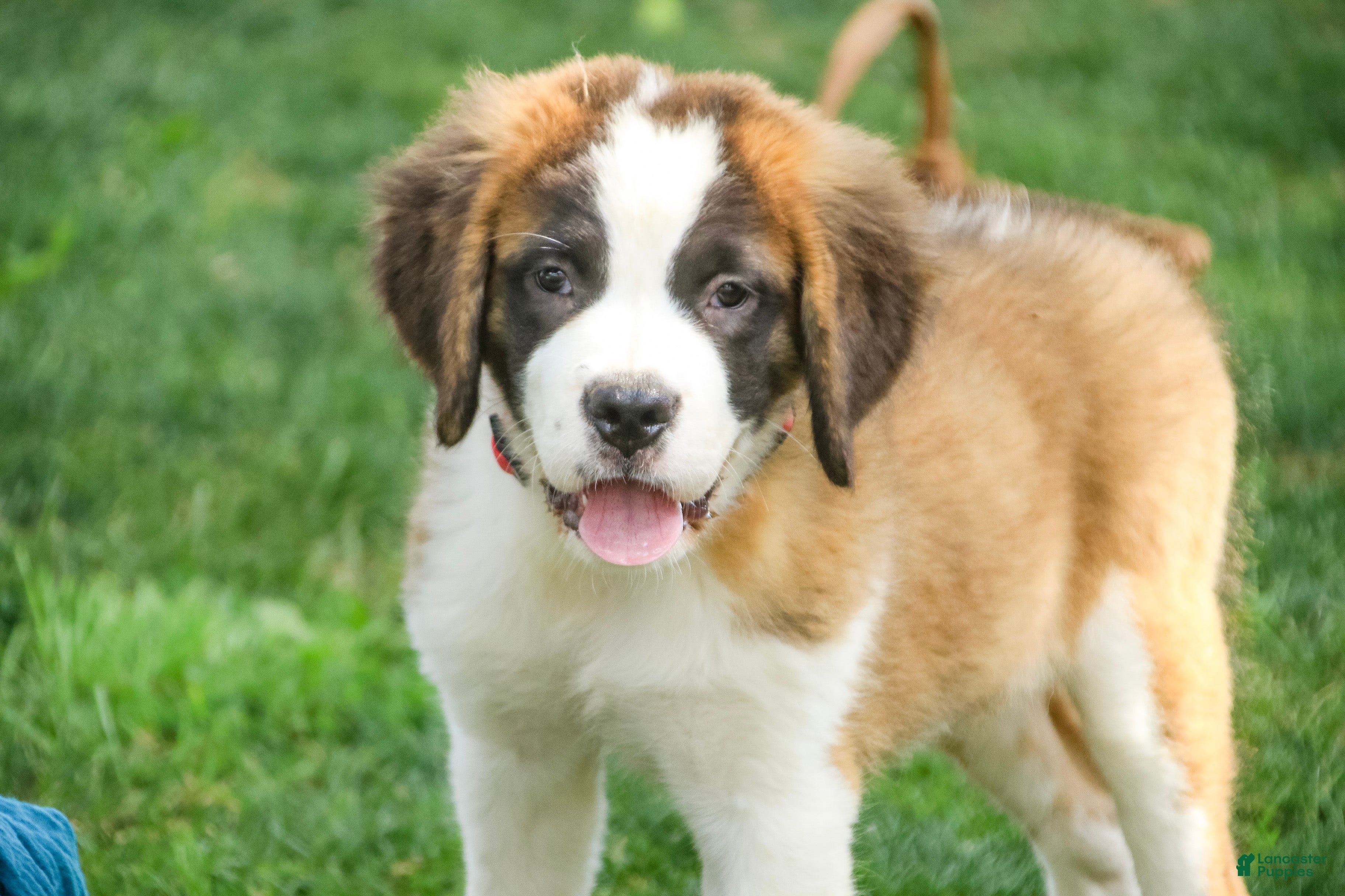 Saint Bernard dogs Wendeline Saint Bernard  - Ad 1