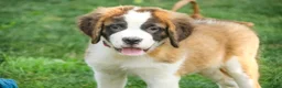 Saint Bernard dogs for sale: Wendeline Saint Bernard  - Ad 1
