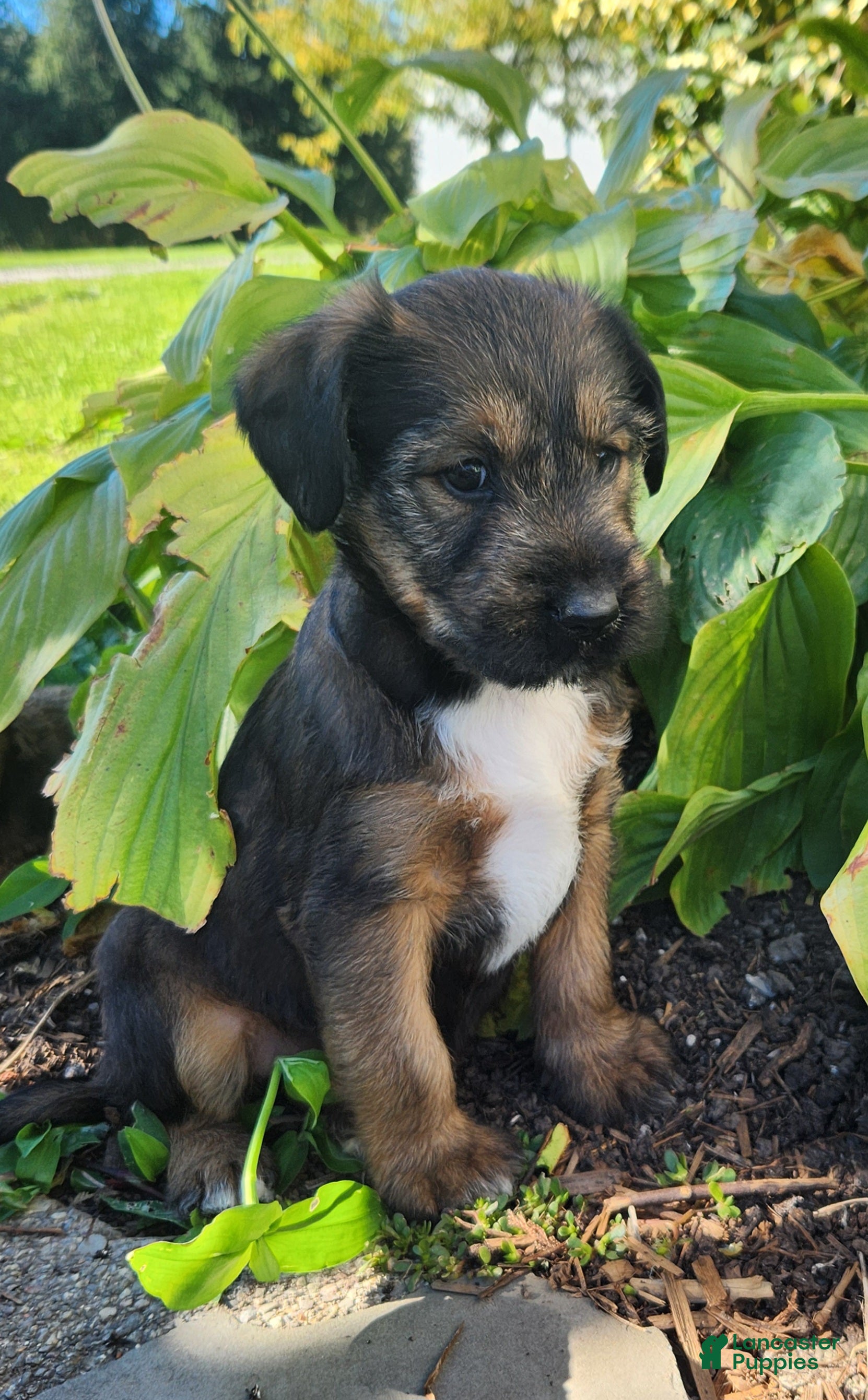 Mixed Breed dogs for sale: Bandit - Ad 2