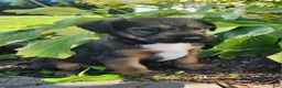Mixed Breed dogs for sale: Bandit - Ad 2