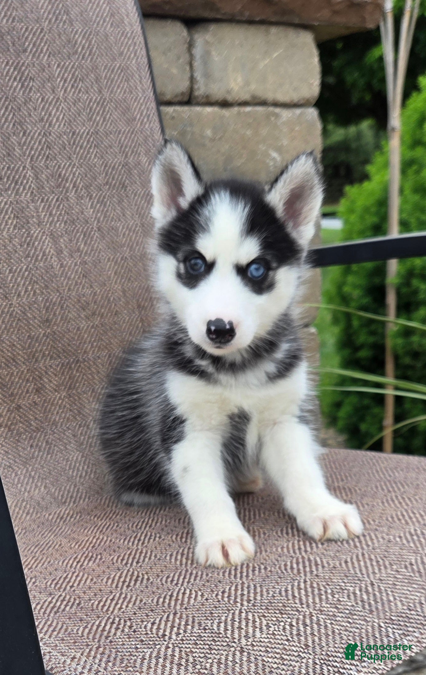 Siberian Husky dogs Emerson  - Ad 1