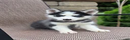 Siberian Husky dogs for sale: Emerson  - Ad 1
