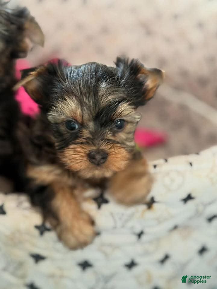 Yorkshire Terrier dogs Oscar - Ad 42