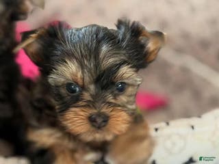 Yorkshire Terrier dogs Oscar - Ad 42