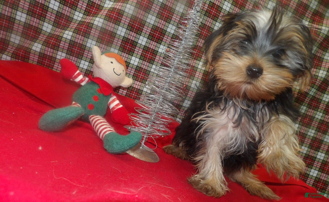 Yorkshire Terrier dogs for sale: Alex - Ad 1