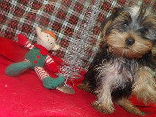 Yorkshire Terrier dogs Alex - Ad 19