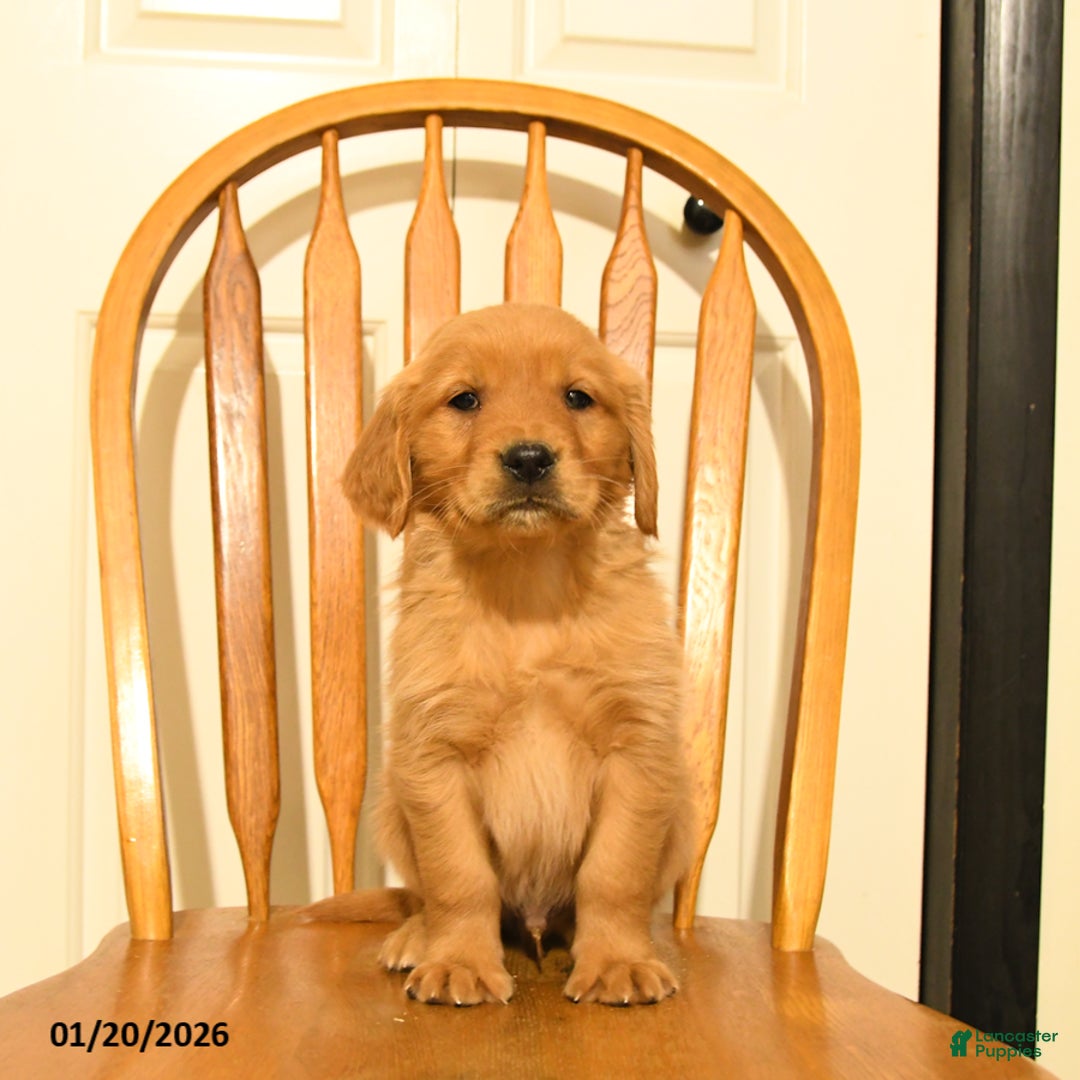 Golden Retriever dogs for sale: Bartholomew - Ad 3