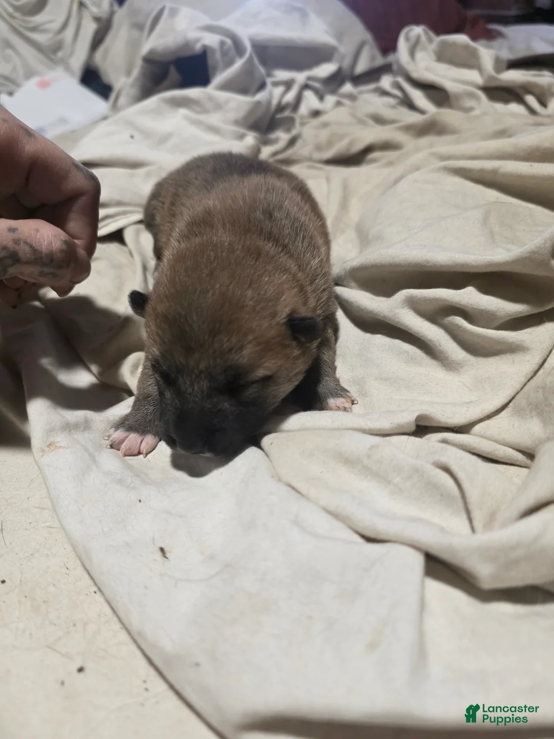 Shiba Inu dogs for sale: Shiba Inu Puppy 4 - Ad 2