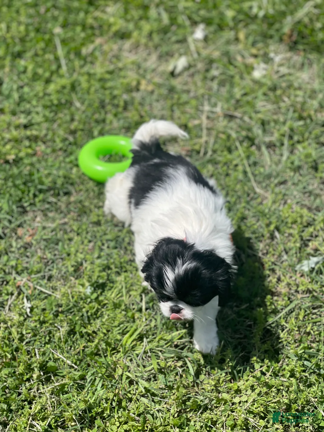Japanese Chin dogs for sale: Japanese Chin Puppy 10 - Ad 3