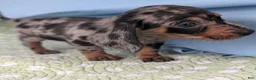 Miniature Dachshund dogs for sale: Mosaic - Ad 5