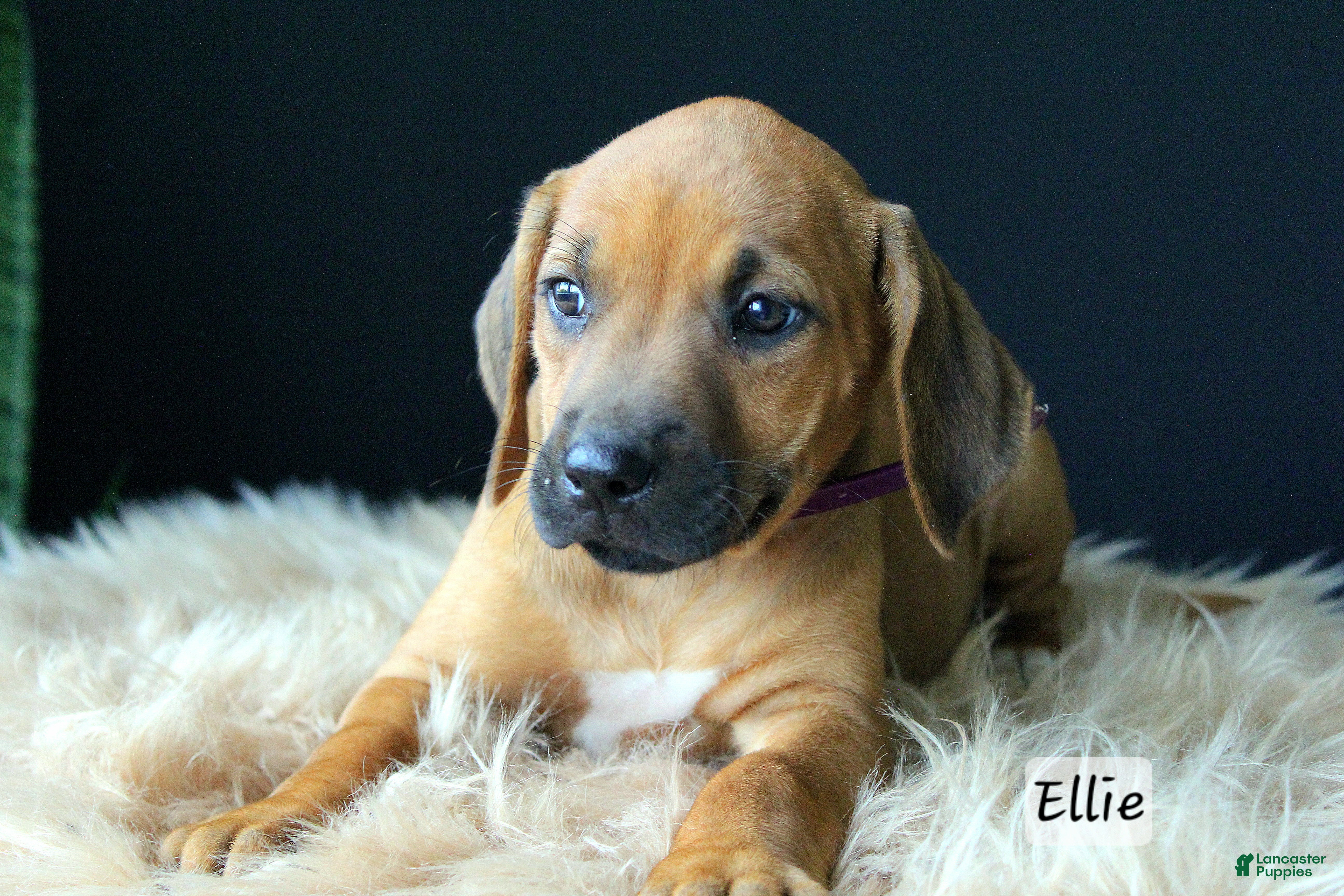Rhodesian Ridgeback dogs Ellie - Ad 1