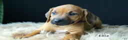 Rhodesian Ridgeback dogs for sale: Ellie - Ad 3
