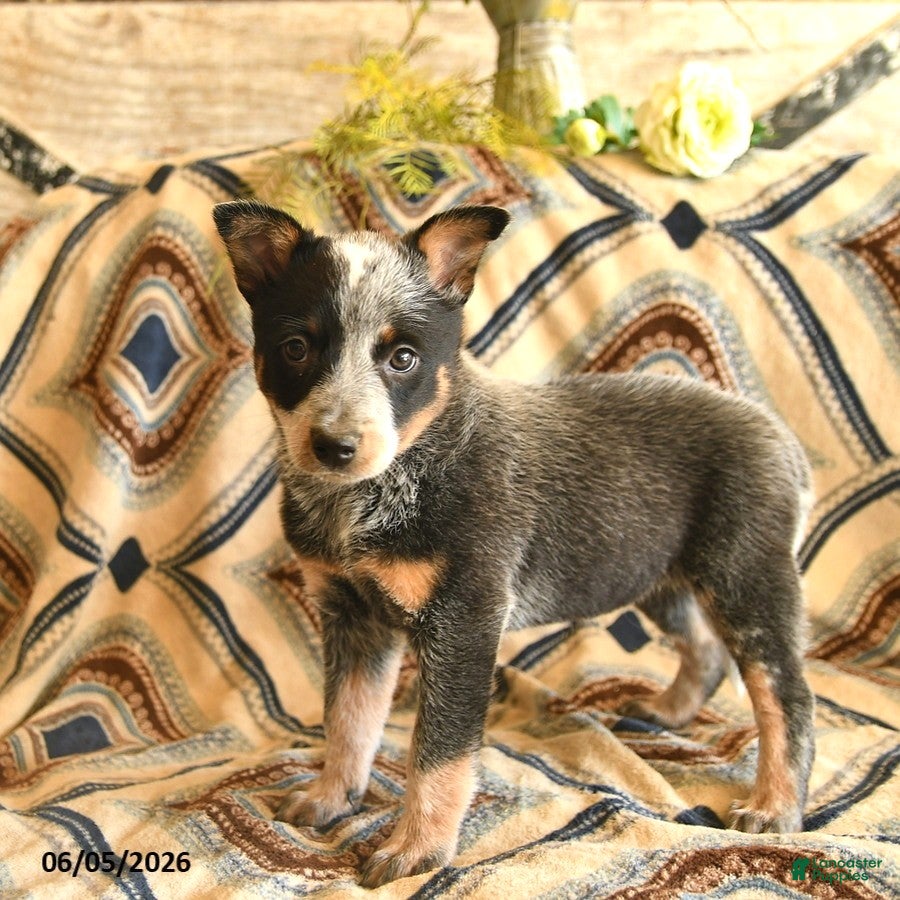 Australian Cattle Dog dogs Lark  - Ad 2