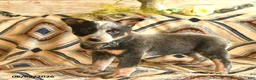 Australian Cattle Dog dogs for sale: Lark  - Ad 2