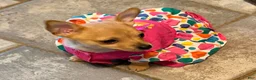 Mixed Breed dogs for sale: Frankie - Ad 15