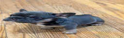 French Bulldog dogs for sale: French Bulldog 5 - Ad 3