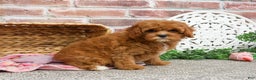 Cavapoo dogs for sale: Glory - Ad 7