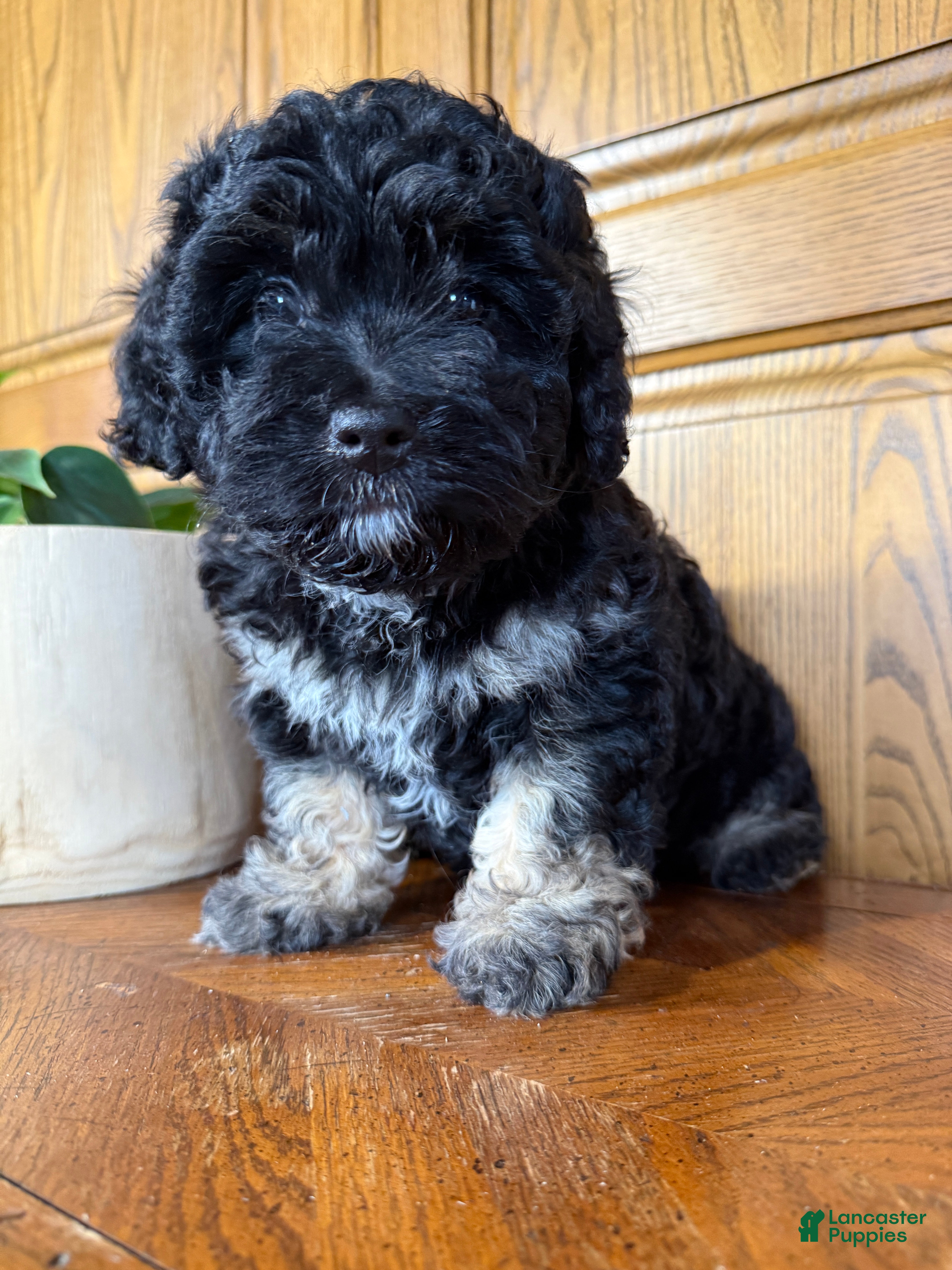 Mini Bernedoodle dogs Rosie - Ad 1